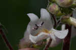 Eastern gray beardstongue